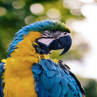 Cute Birds Wallpapers HD أيقونة