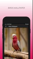 Cute Birds Wallpapers HD تصوير الشاشة 1