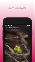 Cute Birds Wallpapers HD تصوير الشاشة 2