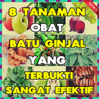 8 Tanaman Obat Batu Ginjal yang Sangat Efektif icon