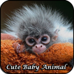 Animaux mignons