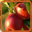 Apples Nice Live Wallpaper APK