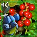 Berries Wild Live Wallpaper APK