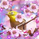 Birds Sounds Wallpaper APK