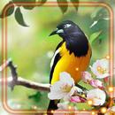 Birds Wild Live Wallpaper APK