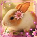 Bunnies Cute Live Wallpaper APK