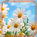 Camomiles Wallpaper APK