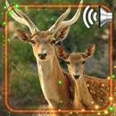 Forest Deer Live Wallpaper APK