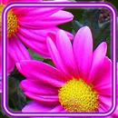 Flowers Summer Live Wallpaper APK