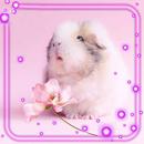 Hamster Pink Live Wallpaper APK