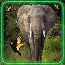 Jungles Animals APK
