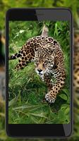 Jungles Animals 海报