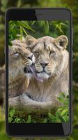 Jungles Animals 截图 2