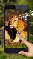 Lions Voice 海报
