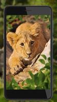 Lions Voice 截图 1