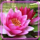 Lilies of Lake APK