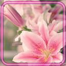 Lilies Pink and White APK