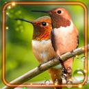 Love Colibri Live Wallpaper APK