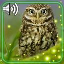 Owls Amazing Live Wallpaper APK