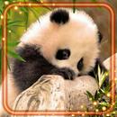 Panda and Coala Bears APK