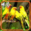 Parrots Live Wallpaper APK