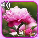 Peony Nice Flowers APK