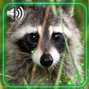 Raccoons Live Wallpaper APK
