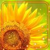 Summer Sunflowers Live Wallpaper