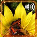 Sunflower Sun Day APK