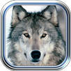 Wolves Valley APK