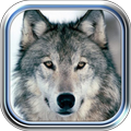 Wolves Valley