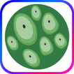 Trypophobia ASMR