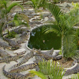 Wallpaper Crocodile Farm in Thailand icône