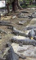 Wallpaper Crocodile Farm in Thailand screenshot 1