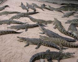 Wallpaper Crocodile Farm in Thailand screenshot 3
