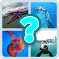 GUESS SEA ANIMALS !