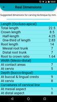 Dental Anatomy Poster