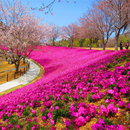 APK City garden design