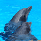 Delfiny - Dźwięk na relaks ikona