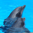 Dauphins - Sonorisation APK