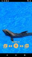 Bunyi Dolphin syot layar 1