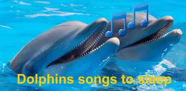 Dolphins Songs zu schlafen