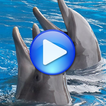 Dauphins chansons pour dormir