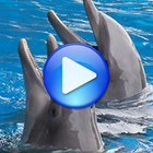 Dolphins songs to sleep icon