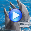 Canções dos golfinhos