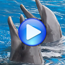 Dolphins Songs zu schlafen APK