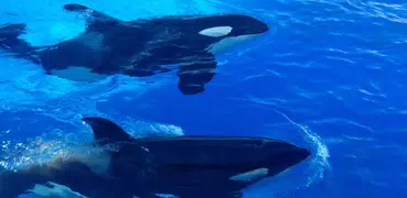 Whales songs to sleep