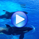 Wieloryby piosenki do spania aplikacja