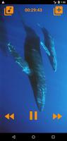 برنامه‌نما Whales songs to sleep عکس از صفحه
