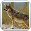Desert Coyotes icon
